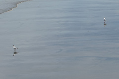 Chroicocephalus maculipennis