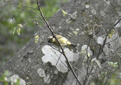 Leiothlypis celata