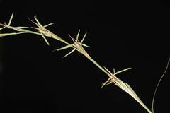Cymbopogon refractus