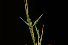 Cymbopogon refractus