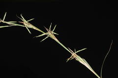 Cymbopogon refractus