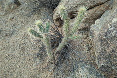 Cylindropuntia acanthocarpa