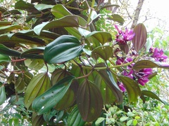 Meriania nobilis