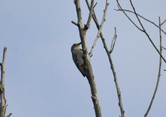 Melanerpes aurifrons