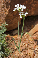 Allium cassium
