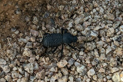 Cryptoglossa variolosa