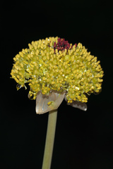 Allium chrysantherum