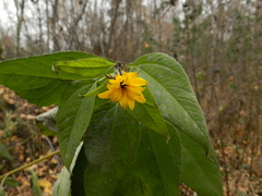 Helianthus tuberosus