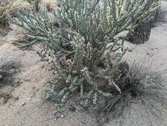 Cylindropuntia acanthocarpa