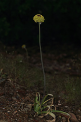 Allium chrysantherum