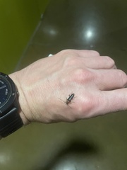 Phymatodes testaceus