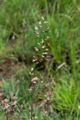 Eragrostis capensis