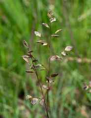 Eragrostis capensis