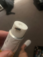 Phymatodes testaceus