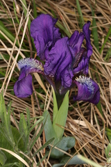 Iris pumila