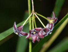 Vincetoxicum barbatum