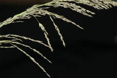 Eragrostis curvula