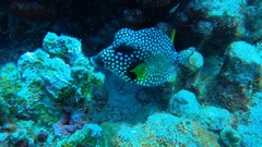 Lactophrys triqueter