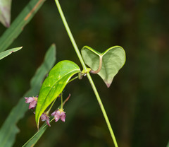 Vincetoxicum barbatum