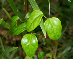 Vincetoxicum barbatum