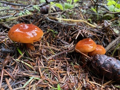 Lactarius subviscidus