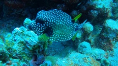 Lactophrys triqueter