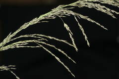 Eragrostis curvula