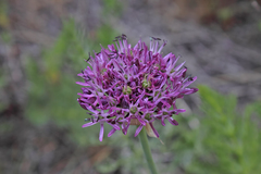 Allium cyrillii