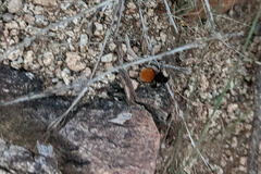 Dasymutilla magnifica