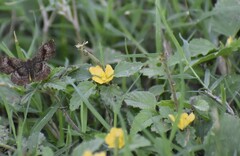 Rhynchosida physocalyx