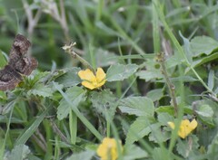 Rhynchosida physocalyx