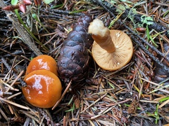 Lactarius subviscidus
