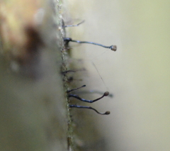 Chaenotheca brunneola