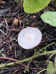 Marasmius calhouniae