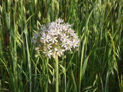 Allium nigrum