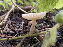 Marasmius calhouniae