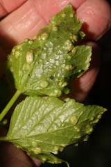 Puccinia smyrnii