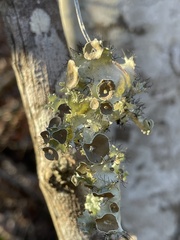 Parmotrema subrigidum