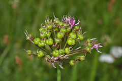 Allium cyrillii