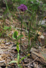 Allium cyrillii