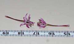 Allium cyrillii