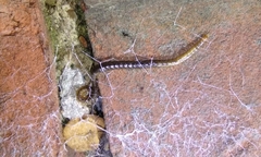 Geophilus carpophagus