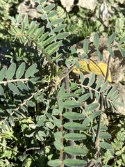 Astragalus trichopodus