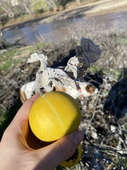 Cucurbita foetidissima