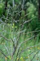 Eragrostis plana