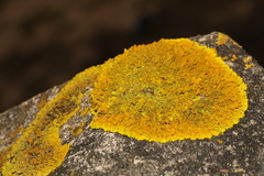 Xanthoria calcicola