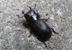 Dorcus parallelus