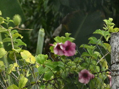 Allamanda blanchetii