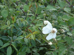 Rosa sempervirens