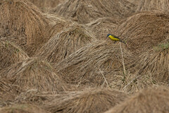 Motacilla flava thunbergi